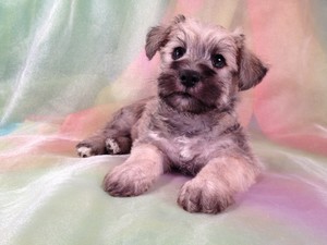Male Schnoodle Puppy for sale #16 Ready November 2012